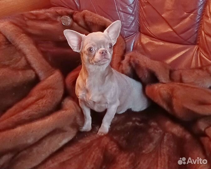 Эксклюзивный красавец