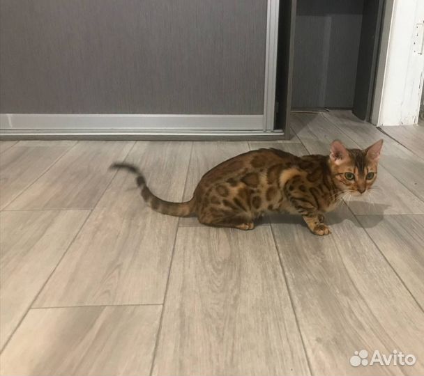 Бенгальская кошка