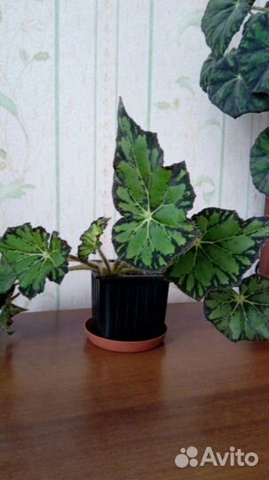 Бегония Бауэра (Тигровая)