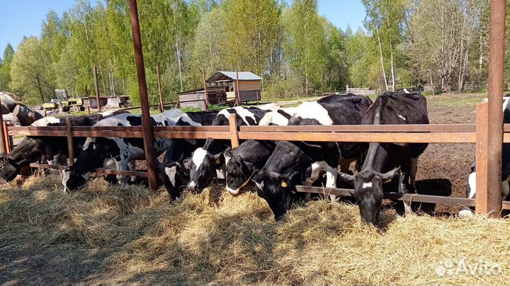 Ищу партнёра/инвестора