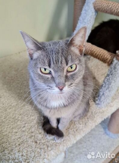 Кошка в дар бесплатно