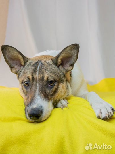 Красавчик Арон в добрые руки