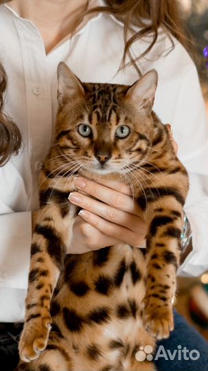 Вязка кот бенгал