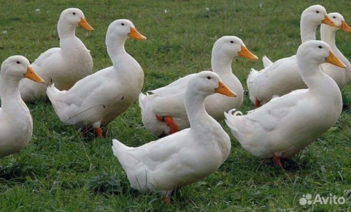 Бройлеры гуси утки индюки цыплята куры петухи корм