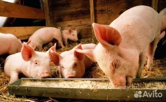 Ферментационная подстилка для животных