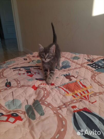 Котёнок 2мес в дар