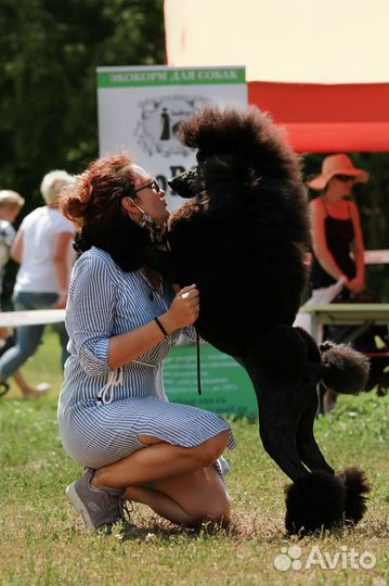 Королевский пудель