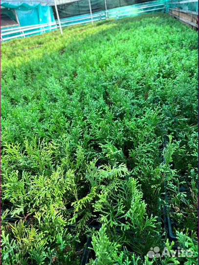 Саженцы туи, туя смарагд