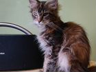 Мейн-Кун, кошка, чистокровная объявление продам