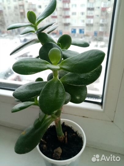 Толстянка (денежное дерево)