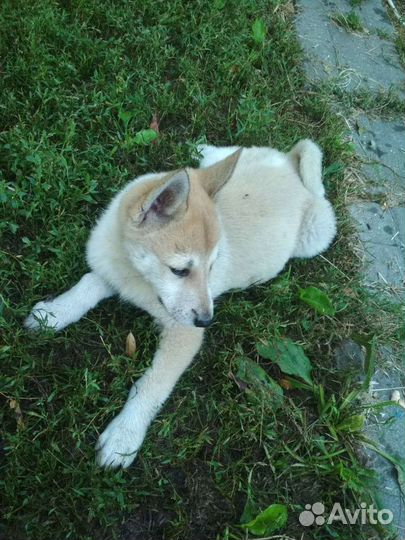 Западно сибирская лайка