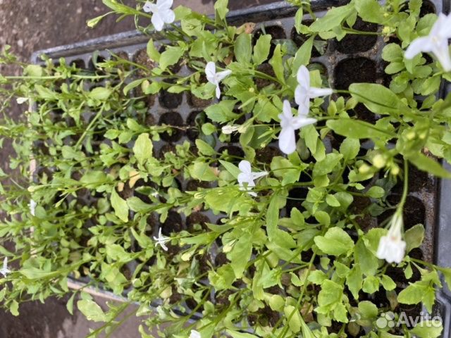 Рассада немезии, ампельной лобелии, брахикомы