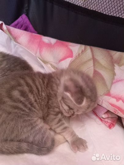 Котята
