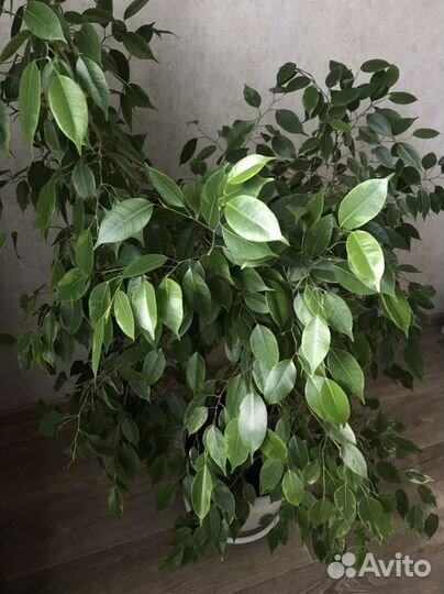 Фикус бенджамина