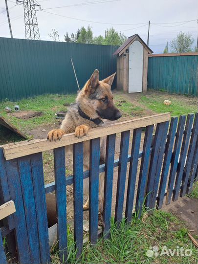 Немецкая овчарка