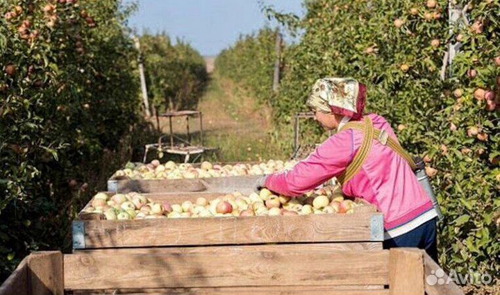 Разнорабочий по сборке яблок