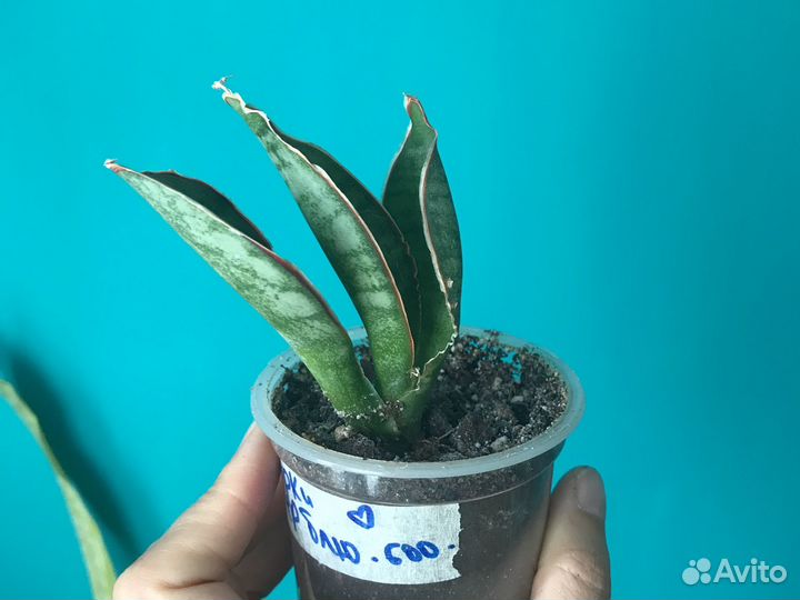 Сансевиерия Блэк даймонд и др. (изм от 18.08)