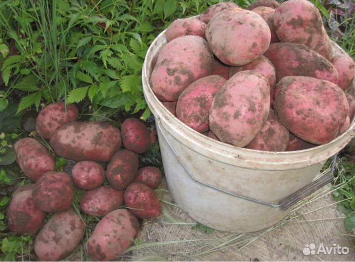 Картофель опт