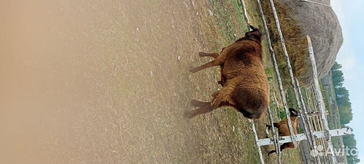 Курдючный баран племенной