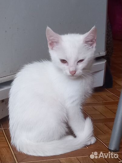 Отдам котят в добрые и заботливые руки