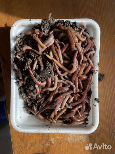 Черви для рыбалки