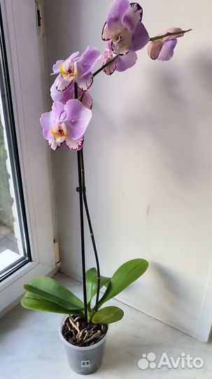 Орхидея фаленопсис бабочка Art Nouveau