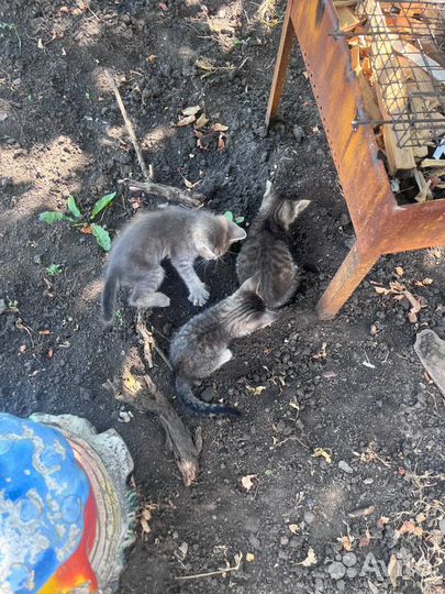 Котята в добрые руки бесплатно