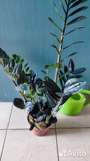 Замиокулькас черный Равен