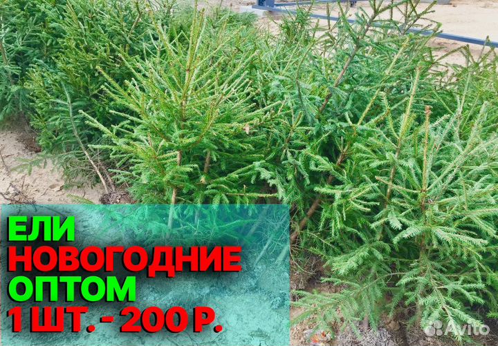 Елочки на Новый Год