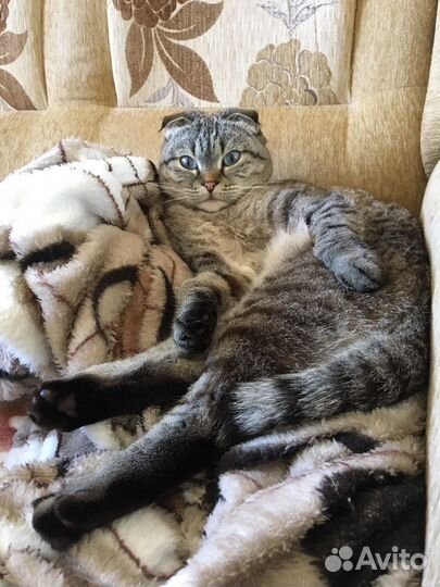Кошка в хорошие руки