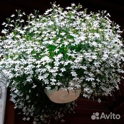 Бархатцы, петунии, вегетка
