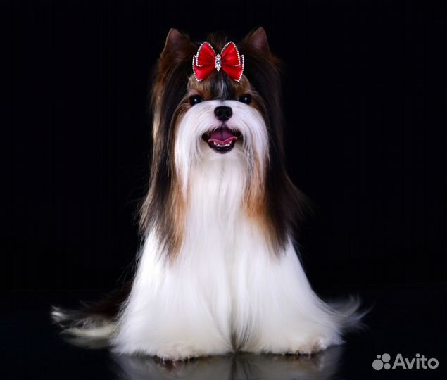 Роскошный породный Бивер, Вязка, РКФ, мини 1.8