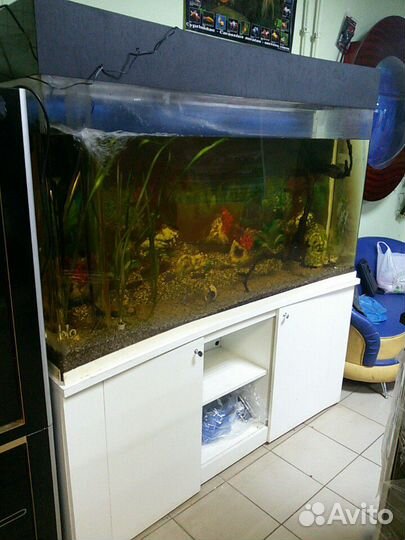 Аквариумы от производителя, оборудование и рыбы до