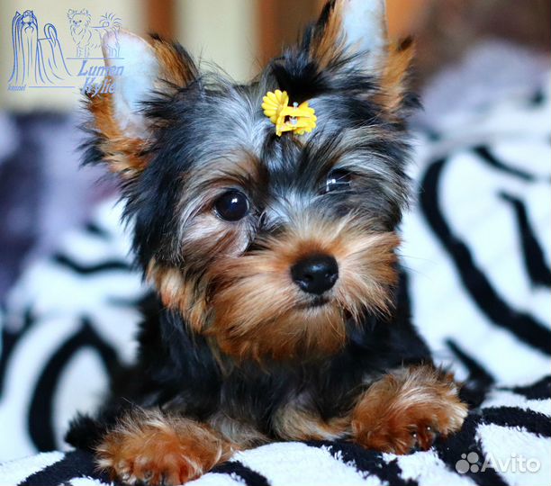 Девочки йоркширского терьера