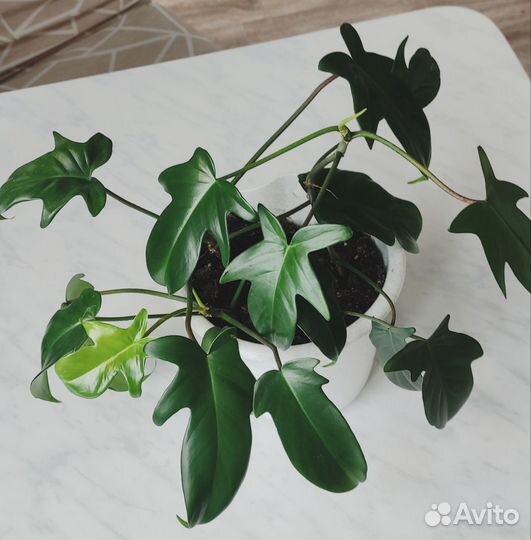 Филодендрон флорида