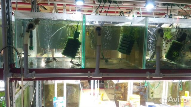 Продам (сдам в аренду) рыборазводню
