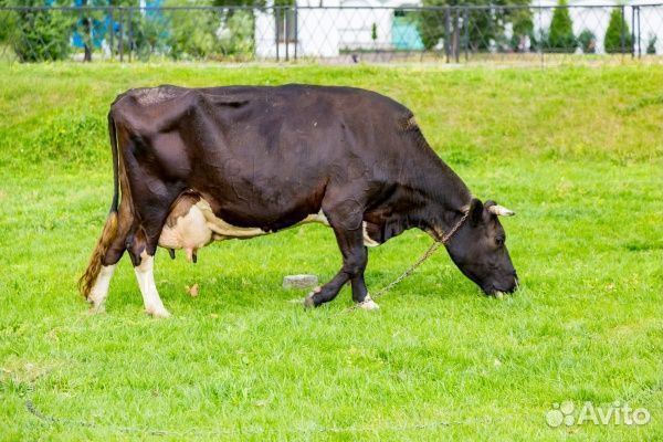 Корова дойная