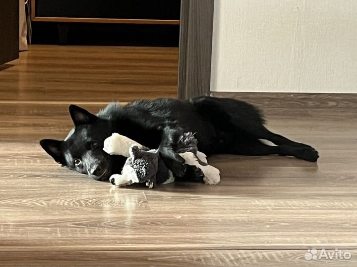 Шипперке (схипперке) вязка