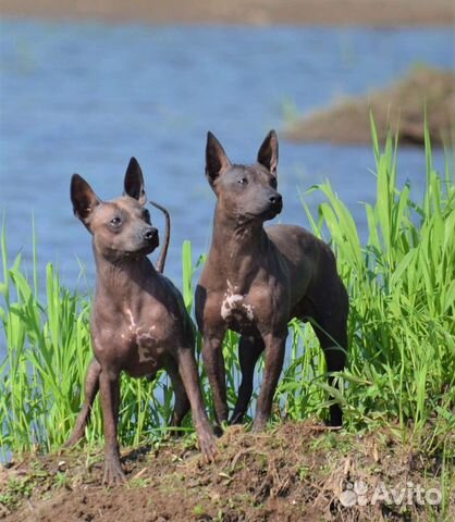 Американочки- щенки американского голого терьера