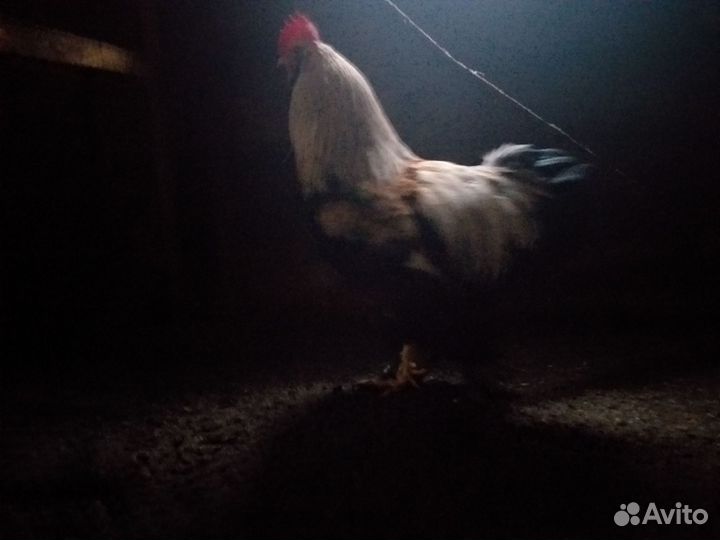 Петухи.яйца