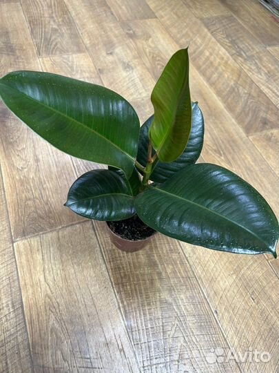 Фикус эластика