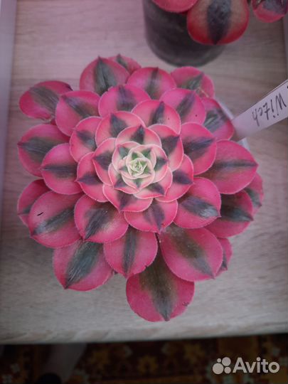 Эониум Medusa, Pink witch, Velour