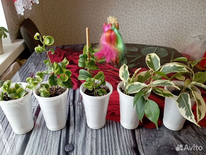 Фикус бенджамина