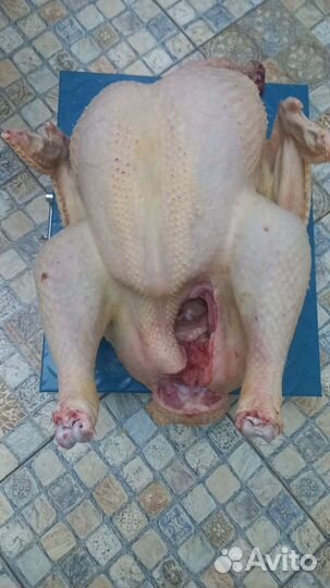 Мясо домашней индейки