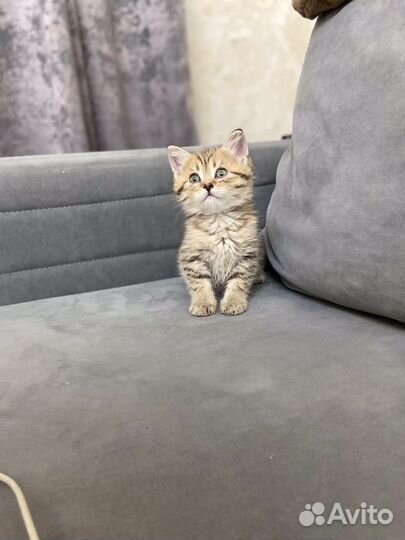 Котенок (британец)