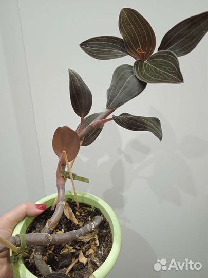 Орхидея драгоценная Лудизия