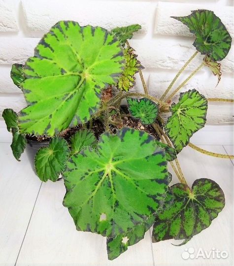 Дуранта, Бегония Макулата,Тигрис