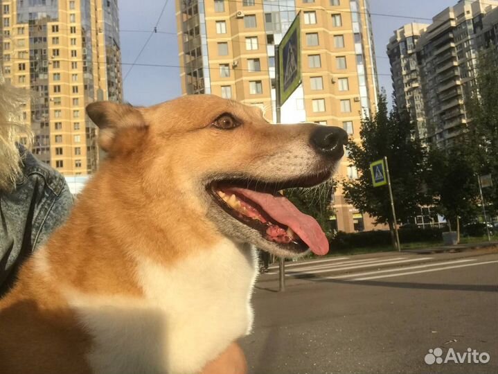 Собака в добрые руки