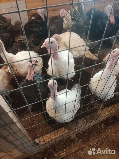 Индюшки, индюки, цесарки