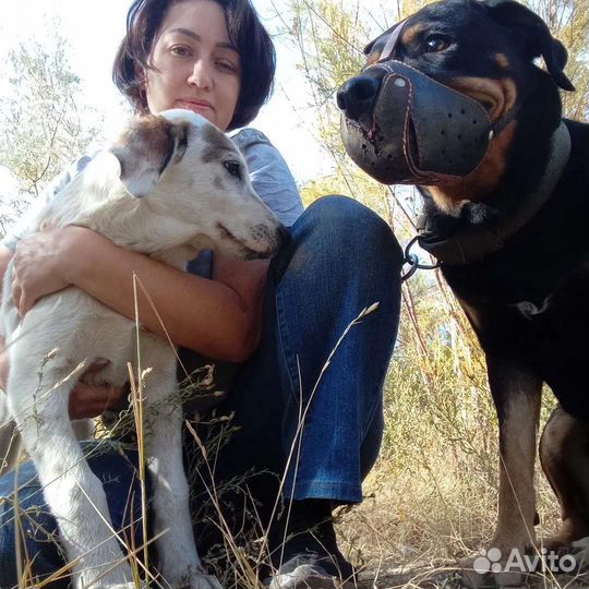 Выгульщик собак и кошек